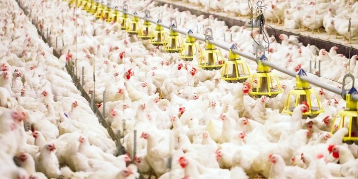 Analisis Konsep Koperasi sebagai Model Strategi Bisnis Pengembangan ... Analisis Konsep Koperasi sebagai Model Strategi Bisnis Pengembangan ...