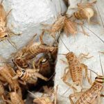 Ternak jangkrik di Kuta Makmur, Aceh Utara