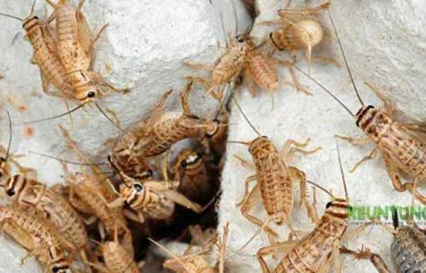 Ternak jangkrik di Teunom, Aceh Jaya