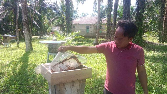 Ternak maggot di Seluma, Seluma