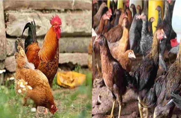 Cara Membuat Peternakan Ayam Kampung Yang Menguntungkan