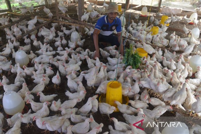Usaha ternak ayam kalasan di Aceh Besar - ANTARA News Aceh Usaha ternak ayam kalasan di Aceh Besar - ANTARA News Aceh