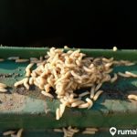 Budidaya maggot pemula di Kuta Malaka Aceh Besar