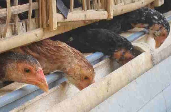 Ternak ayam kampung umbaran di Labuhan Haji Aceh Selatan