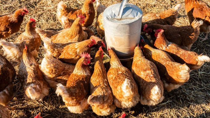 Cara Memulai Usaha Ayam Kampung untuk Pemula - Arsip Negara Ternak ayam kampung pemula di Ilir Talo, Seluma