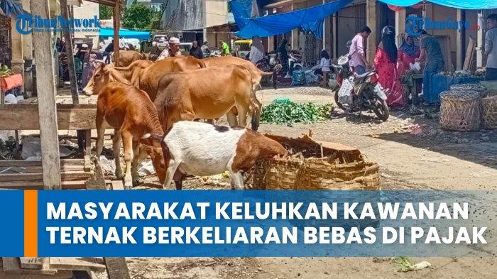 Peternakan ayam kampung di Blang Kejeren, Gayo Lues