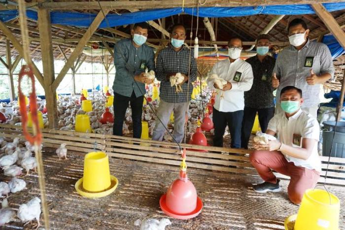 PETERNAKAN AYAM KAMPUNG DI PEGUNUNGAN | TOTAL AYAM SEBANYAK KURANG ... Peternakan ayam kampung di Meureudu, Pidie Jaya