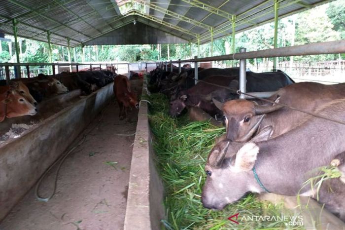 Cara Beternak Jangkrik Kalung: Budidaya Ternak Jangkrik