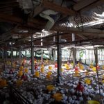 Jenis-jenis Kandang Ayam Ayam Broiler Kandang Ternak Potong Budidaya ...