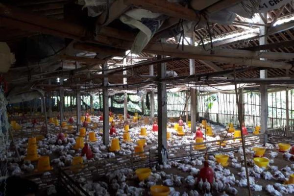 Jenis-jenis Kandang Ayam Ayam Broiler Kandang Ternak Potong Budidaya ...