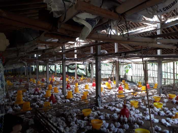 Jenis-jenis Kandang Ayam Ayam Broiler Kandang Ternak Potong Budidaya ... Jenis-jenis Kandang Ayam Ayam Broiler Kandang Ternak Potong Budidaya ...