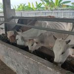 Ternak di Kuala Batee Aceh Barat Daya