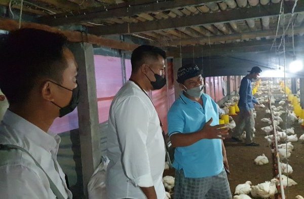 Budidaya ayam broiler di Bunga Mas, Bengkulu Selatan