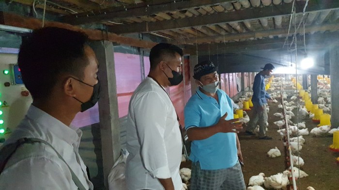 Cara Merawat Ayam Broiler: Panduan Komprehensif untuk Pemula - Ayam Hias Budidaya ayam broiler di Bunga Mas, Bengkulu Selatan