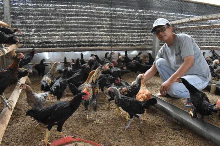 peternakan ayam jombang peternakan ayam jombang