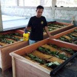 Cara Ternak Jangkrik Modal kecil Untuk Pemula - rekreartive