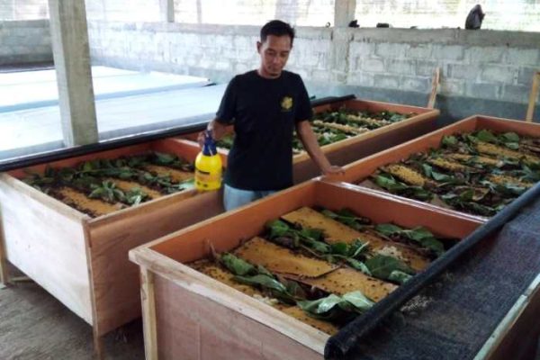 Cara Ternak Jangkrik Modal kecil Untuk Pemula - rekreartive