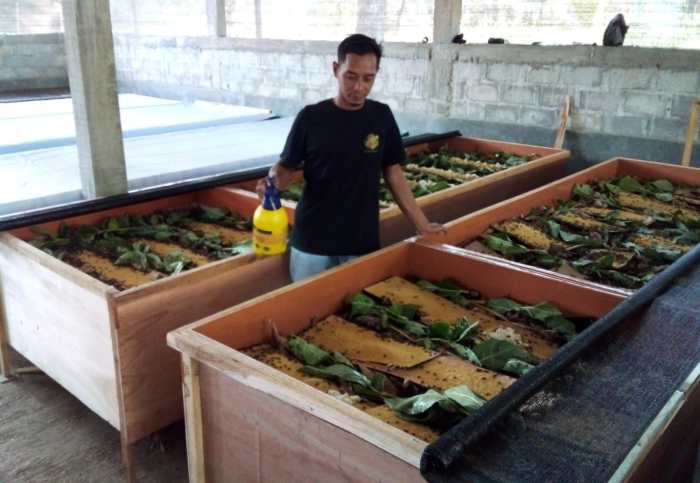 Ternak jangkrik di Rikit Gaib, Gayo Lues