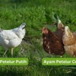 Panduan Cara Ternak Ayam Petelur, Mudah Untuk Pemula - Tugumalang.id