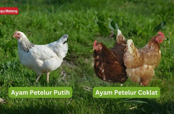 Ayam merah petelur di Sumber Rejo, Tanggamus