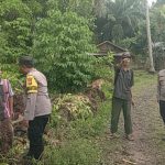 Ayam arab di Semidang Alas Maras, Seluma