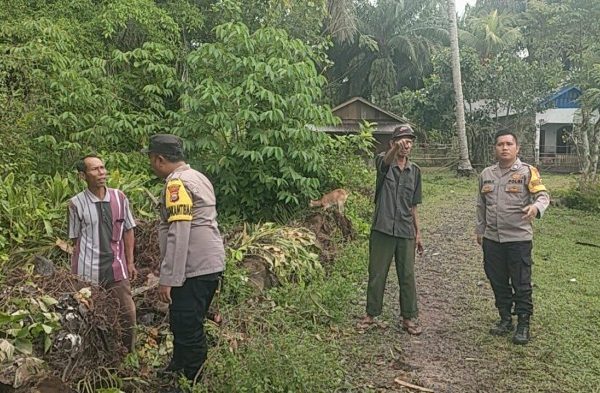 Ayam arab di Semidang Alas Maras, Seluma