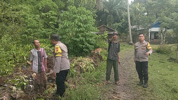 Ayam arab di Semidang Alas Maras, Seluma