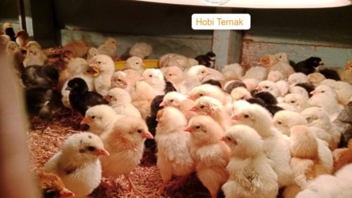 Panduan Beternak Ayam Kampung Super Bagi Pemula Panduan Beternak Ayam Kampung Super Bagi Pemula