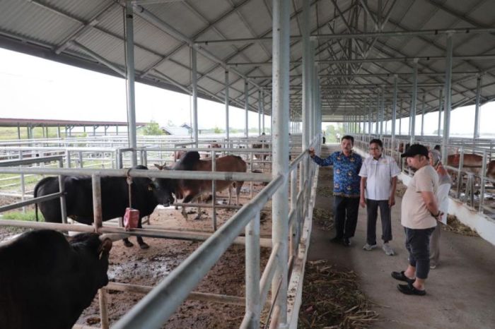 Pj Bupati: Aceh Besar miliki potensi kembangkan Sapi Aceh - ANTARA News ... Pj Bupati: Aceh Besar miliki potensi kembangkan Sapi Aceh - ANTARA News ...