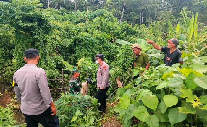 Harimau Pemangsa Ternak Warga Masuk Perangkap di Indra Makmu, Aceh Timur Ternak jangkrik di Indra Makmur, Aceh Timur