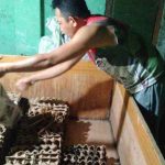 Ternak jangkrik di Kuala Batee, Aceh Barat Daya