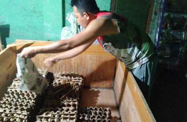 Ternak jangkrik di Kuala Batee, Aceh Barat Daya
