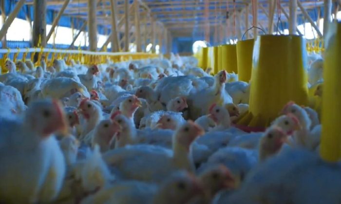 Probiotik Ayam Broiler, Tingkatkan Kualitas Daging Ayam Probiotik Ayam Broiler, Tingkatkan Kualitas Daging Ayam