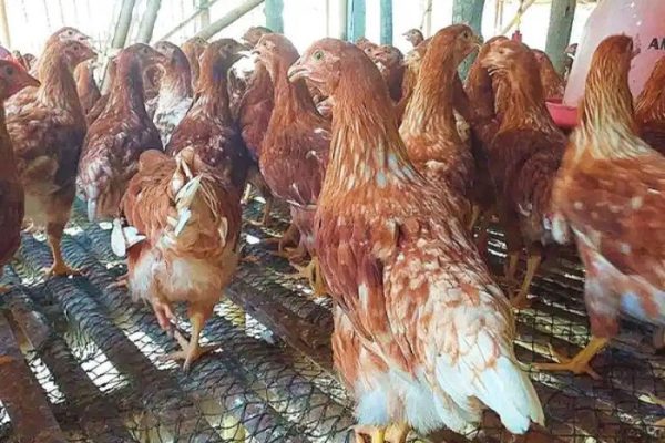 Jual Ayam Petelur Usia 1 Bulan - Ayam Petelur Remaja - Ayam Petelur ...