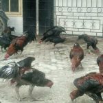 Harga ayam kampung di Leupung Aceh Besar