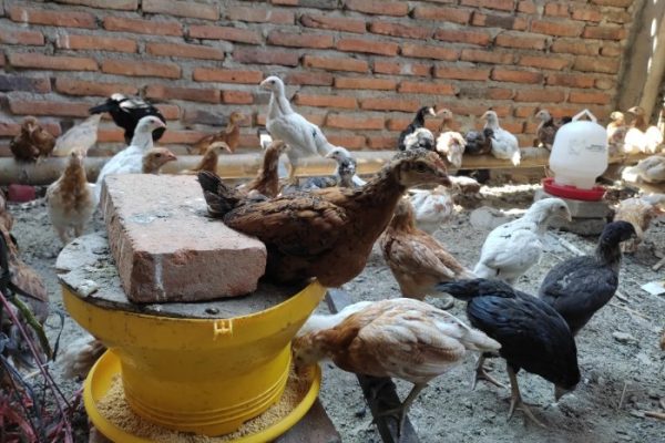 Beternak ayam di pekarangan rumah di Grong Grong Pidie
