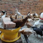 ayam broiler