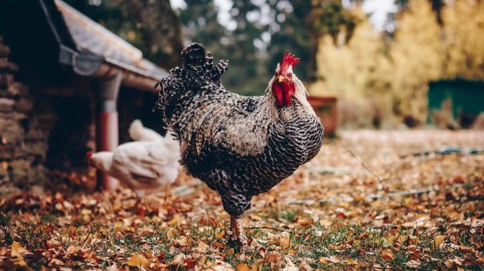 √ Informasi Lengkap Mengenai Ayam Arab | HOBI TERNAK √ Informasi Lengkap Mengenai Ayam Arab | HOBI TERNAK