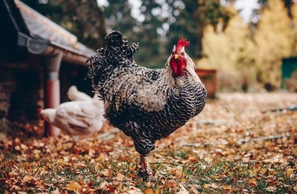 Ayam arab di Leupung Aceh Besar