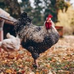 Cek Keunggulan Ayam Arab yang Menguntungkan Bagi Peternak - HOBI TERNAK