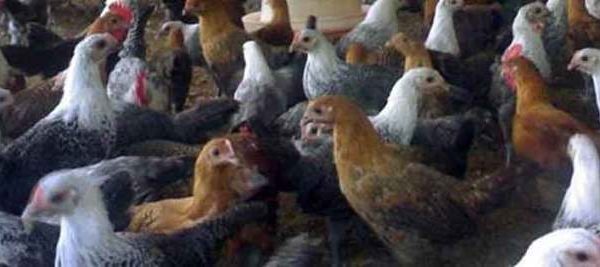 Tips Ternak ayam kampung Pemula dan Peluang Bisis Besar di dalamnya