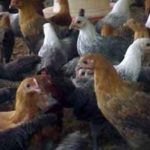 Tips Ternak ayam kampung Pemula dan Peluang Bisis Besar di dalamnya