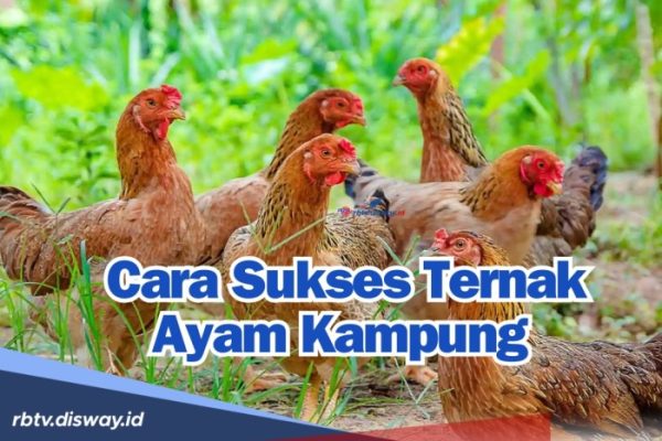 Peternakan ayam kampung di Peukan Bada, Aceh Besar