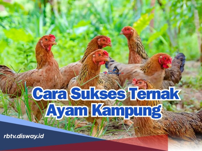 Cara Ternak Ayam Kampung Yang Baik dan Benar - Afdhal Ilahi | News and ... Peternakan ayam kampung di Peukan Bada, Aceh Besar