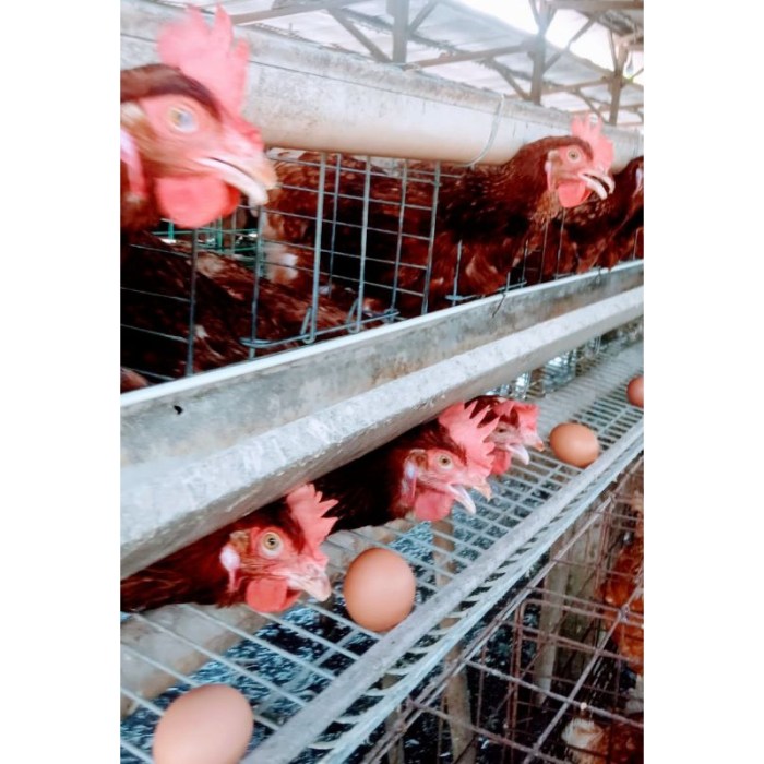 Ayam merah petelur di Tanjung Karang Pusat, Kota Bandar Lampung