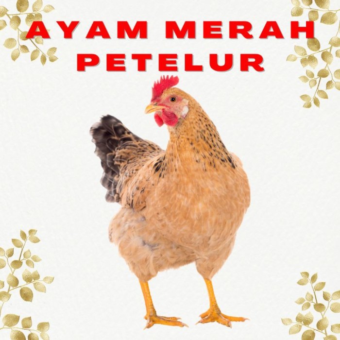 Ayam merah petelur di Labuhan Ratu, Lampung Timur