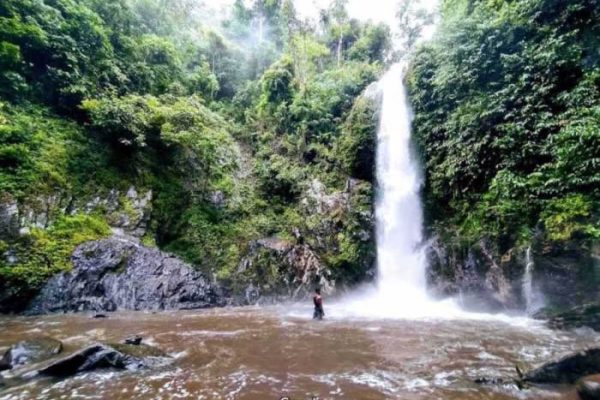 Ayam arab di Pubian, Lampung Tengah