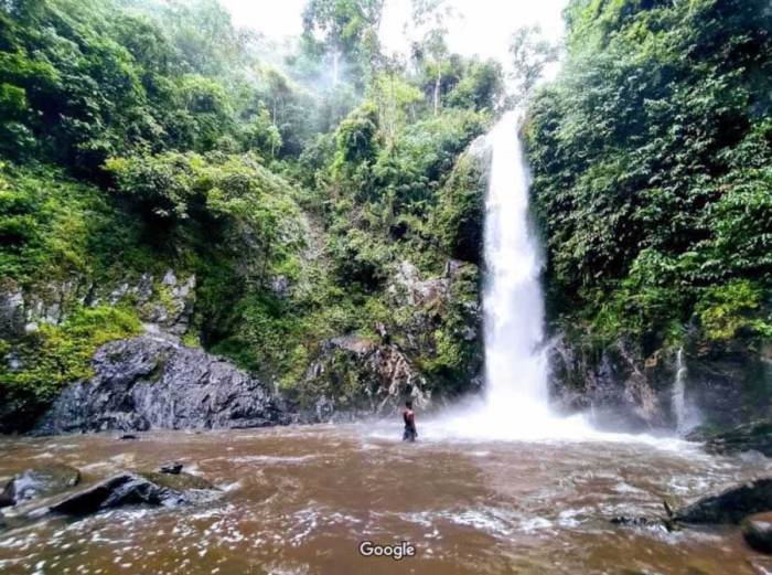 Bupati Lampung Tengah Musa Ahmad Hadiri Acara Gawi Agung Muppung ... Ayam arab di Pubian, Lampung Tengah