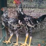 Ayam arab di Ratu Agung, Kota Bengkulu