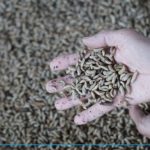 Cara Budidaya Maggot dengan Tepat Hingga Menghasilkan Cuan